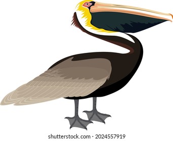 vector Atlantic brown pelican illustration