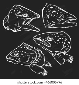 Vector atlantic head salmon isolated on a black background. Hand Draw Salmon outline vector illustration.