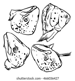 Vector atlantic salmon fish isolated on a white background. Hand Draw Salmon fish outline vector illustration.