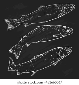 Vector Atlantic Salmon isolated on a black background. Hand Salmon outline vector illustration.