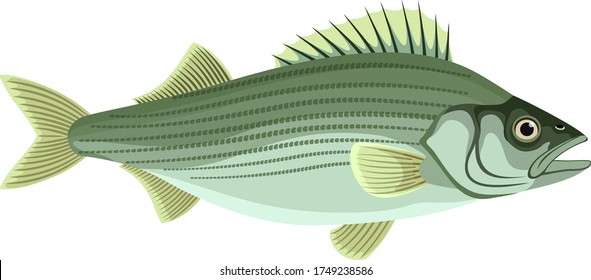 vector Atlantic striped bass isolated