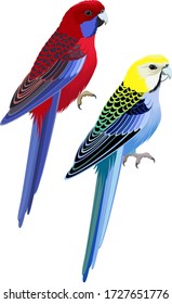 vector Australia parrots Pale-headed rosella and Crimson Rosella