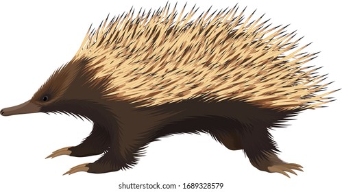 vector  Australia Short-beaked Echidna illustration