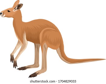 ilustración de kangaro rojo vectorial australiano 