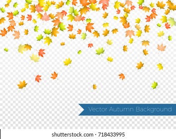  Vector autumn background design.Autumn falling leaves on transparent background. Autumnal foliage fall of maple leaves.