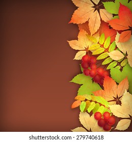 Vector autumn background with rowan berry and maple fall leaves