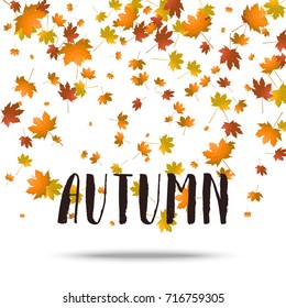 Vector autumn banner design with hand drawn lettering and falling maple leaves.