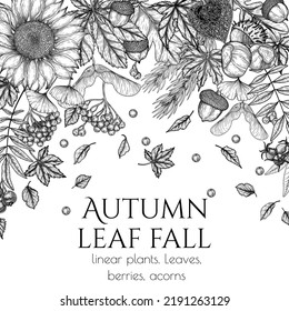 Vector autumn banner template in engraving style. Graphic linear oak leaf, acorns, berries, maple leaves, ginkgo, chestnut, physalis, rowan, sunflower