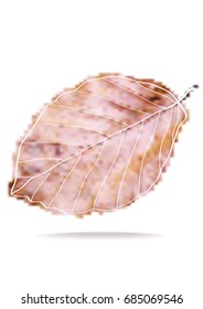 vector autumn beech leaf isolated on white with painted outlines