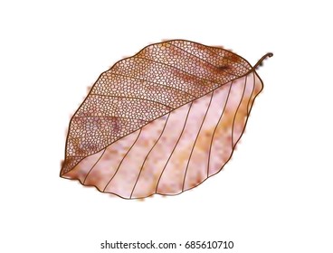 vector autumn beech leaf isolated on white background, outline leaf stroke sketch with lines and circles