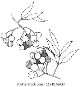 Vector autumn black sorbus plant. Berry plant botanical garden floral foliage. Isolated illustration element. Isolated illustration element. Vector plant for background, texture, frame or border.
