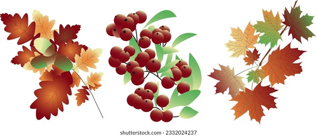 Vector autumn branch trees mix - maple, oak, rowan. Bunch of red rowan berries isolated. Ripe rowan branch with green leaves. Oak branch foliage with acorns. Autumn theme.