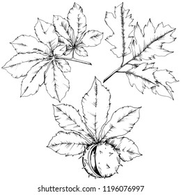 Vector autumn chestnut plant and leaves. Leaf plant botanical garden floral foliage. Isolated illustration element. Vector leaf for background, texture, wrapper pattern, frame or border.