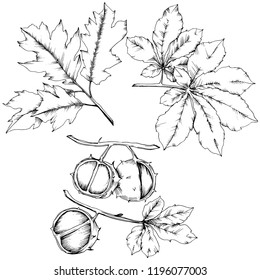 Vector autumn chestnut plant and leaves. Leaf plant botanical garden floral foliage. Isolated illustration element. Vector leaf for background, texture, wrapper pattern, frame or border.