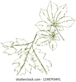 Vector autumn chestnut plant and leaves. Leaf plant botanical garden floral foliage. Isolated illustration element. Vector leaf for background, texture, wrapper pattern, frame or border.