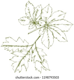 Vector autumn chestnut plant and leaves. Leaf plant botanical garden floral foliage. Isolated illustration element. Vector leaf for background, texture, wrapper pattern, frame or border.