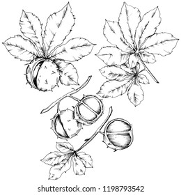 Vector autumn chestnut plant and leaves. Leaf plant botanical garden floral foliage. Isolated illustration element. Vector leaf for background, texture, wrapper pattern, frame or border.