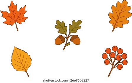 Clipart de otoño de Vector con cinco Elementos aislados: hoja de arce, hoja de roble, hoja de abedul, rama de bellota y bayas de serbal. Perfecto para diseños de temporada, cosecha, Acción de Gracias y decoraciones de otoño.