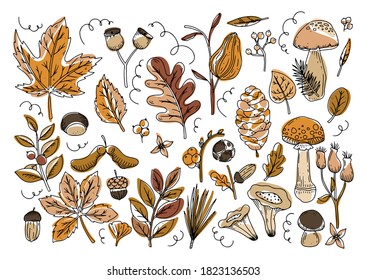 Vector autumn cliparts set forest plants, lives and mushrooms. Isolated on white background. 