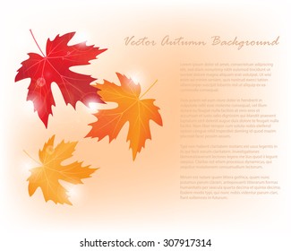 vector autumn colored maple leaves on white background 