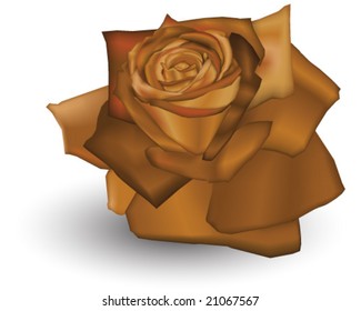 VECTOR Autumn coloured rose.