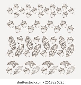 Vector autumn decorative borders with hand-drawn acorns and cones. Outlined dividers for decoration with botanical elements in sketch style 