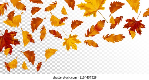 Vector autumn design for season background. Autumn falling leaves pattern on transparent background.