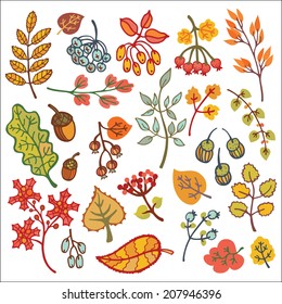Vector autumn doodle set with berries, leaf,branches,acorn.