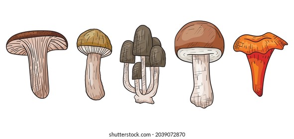 Vector autumn doodle set with forest mushrooms in line art style.