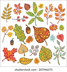 Vector autumn doodle set  with leaf, branches,berries,acorn