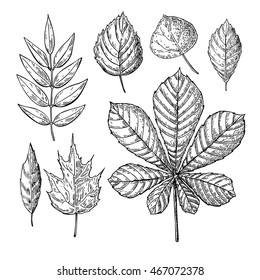 Folhas de desenho de outono vetor definidas. Objetos isolados. Desenhado à mão ilustrações botânicas detalhadas. Carvalho, bordo, esboço de folha de castanheiro. Vintage outono decoração sazonal.