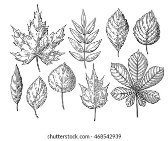 Vector autumn drawing leaves set. Isolated objects. Hand drawn detailed botanical illustrations. Oak, maple, chestnut leaf sketch. Vintage fall seasonal decor.