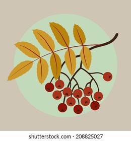 Vector autumn (fall) themed red rowan berries with orange leaves on simple background