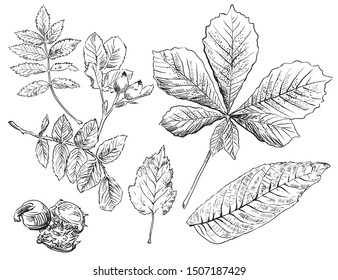 Vector autumn hand drawing horse chestnut, hawthorn, rose hip, Rowan leaves outline on the white background. Fall line art of foliage. stock illustration