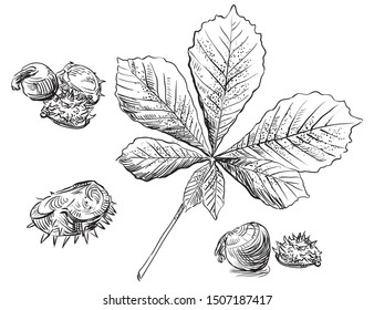 Vector autumn hand drawing set of horse chestnut leaves and seeds outline on the white background. Fall line art of foliage. stock illustration