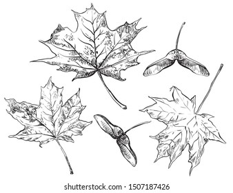 Vector Autumn Hand Drawing Set Of Maple Tree Leaves And Seeds Outline On The White Background. Fall Line Art Of Foliage. Stock Illustration