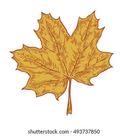 Vector autumn hand drawn leaf. Isolated vector engraved objects. Detailed botanical illustrations. Oak, maple, chestnut leaf sketch. Vintage retro fall seasonal decor.