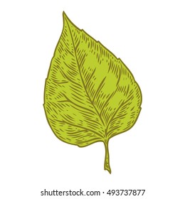 Vector autumn hand drawn leaf. Isolated vector engraved objects. Detailed botanical illustrations. Oak, maple, chestnut leaf sketch. Vintage retro fall seasonal decor.