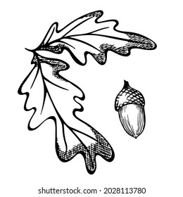 Vector autumn hand drawn oak leaf. Isolated vector object on white background. Detailed botanical illustrations. For print, web, design, decoration, logo.