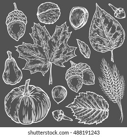 Vector autumn hand drawn set of leaf, nut, pumpkin, wheat, cloves, hazelnut, walnut, acorn. Vector engraved objects. Detailed botanical illustrations. Oak, maple, chestnut leaf sketch.