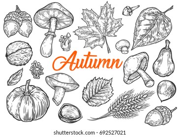 Vector autumn hand drawn set of mushroom, leaf, nut, pumpkin, wheat, clove, hazelnut, walnut, acorn. Vector engraved objects. Detailed botanical illustrations. Oak, maple, chestnut leaf sketch.