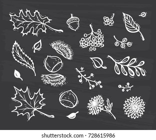 Vector Autumn Harvest symbols. Hand Drawn Doodle Different Tree Leaves, Chestnuts, Flowers and Berries. Happy Thanksgiving Day Greeting card template