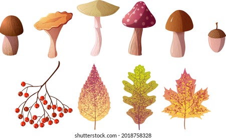Vector autumn icons set of mushrooms and leaves isolated on white background