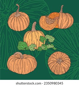 Vector autumn illustration of pumpkins with outline