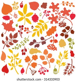 Vector autumn leaf and berries set.Isolated colored Silhouette of berries, leaves,branches,acorn.Fall harvest.Natural design template,thanksgiving pattern, wallpaper,web page,print.Vector Illustration