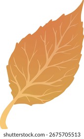 Vector autumn leaf isolated on white background