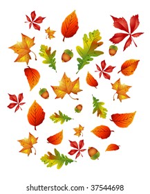 vector autumn leaves