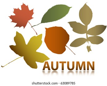 vector autumn leaves
