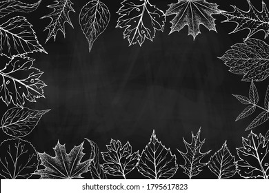 vector autumn leaves chalk drawn frame on black chalkboard. fall background with silhouettes of autumn leaves on blackboard. seasonal banner, poster, flyer, label. great for back to school design