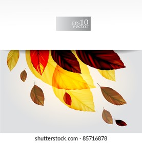 Vector autumn leaves design